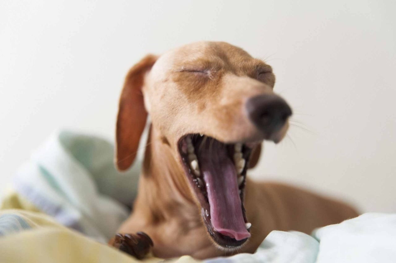best dog bed india
