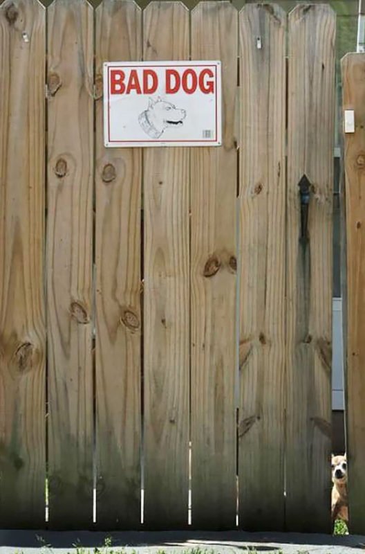 cute dogs behind beware signboard cute dogs behind beware signboard