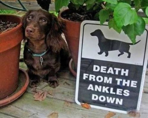 cute dogs behind beware signboard cute dogs behind beware signboard