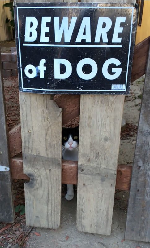 cute dogs behind beware signboard cute dogs behind beware signboard