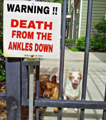 cute dogs behind beware signboard cute dogs behind beware signboard