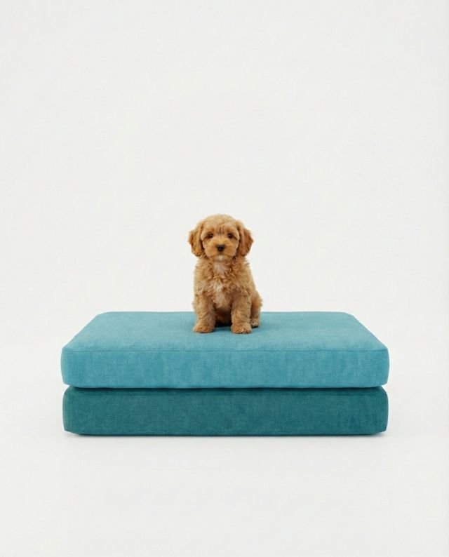 puppy sitting on dog mattress