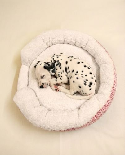 Blossom Buddy Bolster Dog Bed